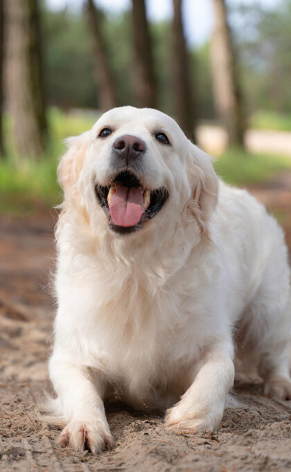 Bauzar Joe Zampetti Cover