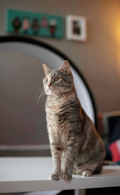 Close Up Pet Lifestyle (2) (1)